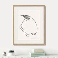 картина: phanicopterus ruber, 1867г. во Владимире