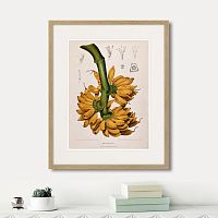 картина: exotic plants of the world №9, 1815г. во Владимире