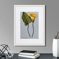 картина: yellow arum lily, 1899г. во Владимире