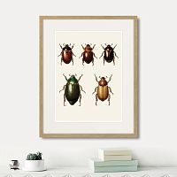 картина: assorted beetles №7, 1735г. во Владимире