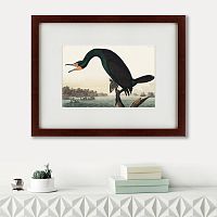 картина: florida cormorant, 1835 во Владимире