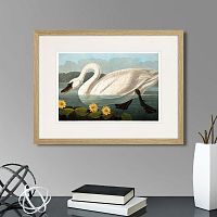 картина: common american swan (white), 1838г. во Владимире