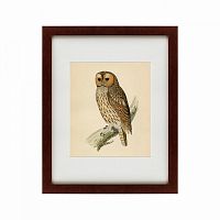 картина: brown owl, 1760 во Владимире