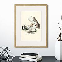 картина: botany illustration №7, 1836г. во Владимире