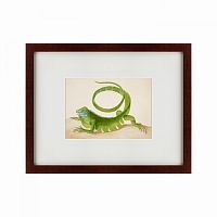 картина: green iguana, 1701 во Владимире