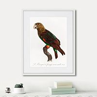 картина: beautiful parrots №3, 1872г. во Владимире