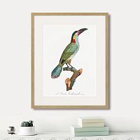 картина: beautiful toucans №3, 1806г. во Владимире