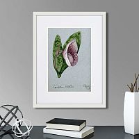 картина: a lady's slipper orchid (cypripedium bellatulum), 1899г. во Владимире