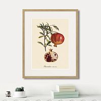 картина: juicy fruit lithography №7, 1870г. во Владимире