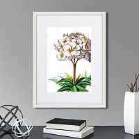 картина: caribian flora plumeria, 1740г. во Владимире