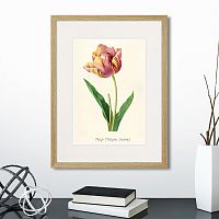 картина: botany illustration №3, 1836г. во Владимире