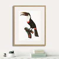 картина: beautiful toucans №2, 1806г. во Владимире