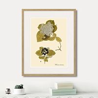 картина: viburnum lantana, 1740г. во Владимире
