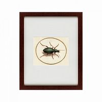 картина: beetle, 1700 во Владимире