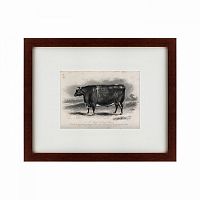 картина: a short horned steer, 1849 во Владимире
