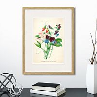 картина: botany illustration №4, 1836г. во Владимире
