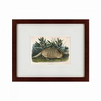 картина: armadillo (dasypus peba), 1848 во Владимире