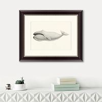 картина: bowhead whale (balaena mysticetus), 1856 во Владимире