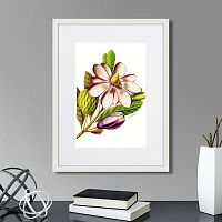 картина: caribian flora purple magnolia, 1740г. во Владимире