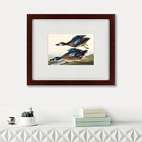 картина: blue-winged teal, 1836 во Владимире