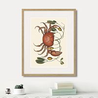 картина: land crab and tapia branch, 1742г. во Владимире
