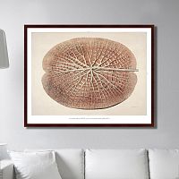 картина: leaf of a gigantic water lily, 1870г. во Владимире