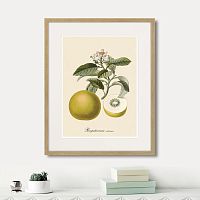 картина: juicy fruit lithography №10, 1870г. во Владимире