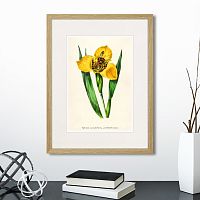 картина: botany illustration №14, 1836г. во Владимире