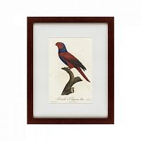 картина: perruche a chaperon bleu, 1801 во Владимире